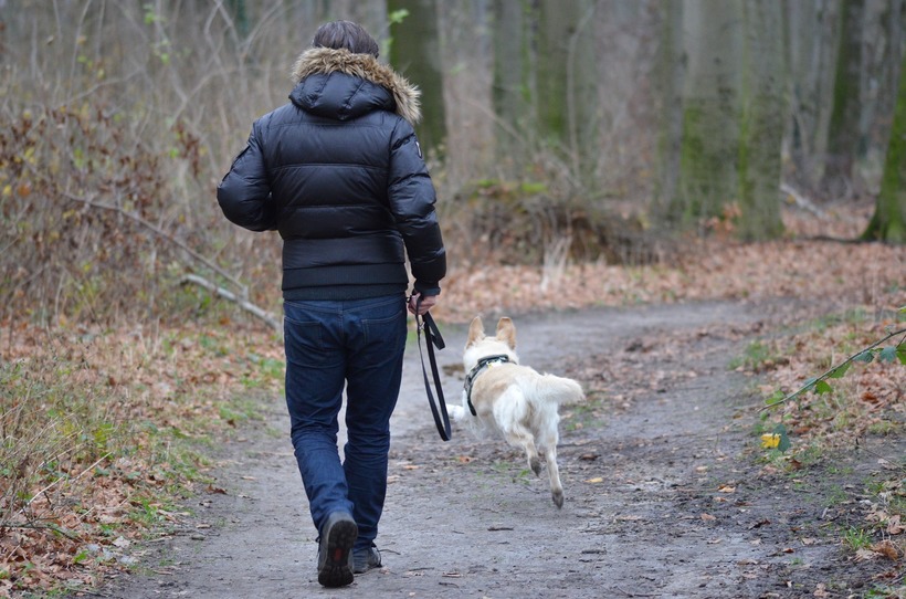 Walking with dogs