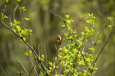 A small robin perched on leafy green branches