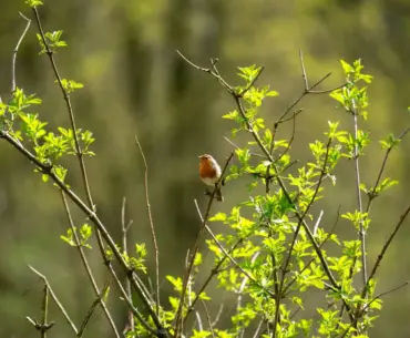 A small robin perched on leafy green branches