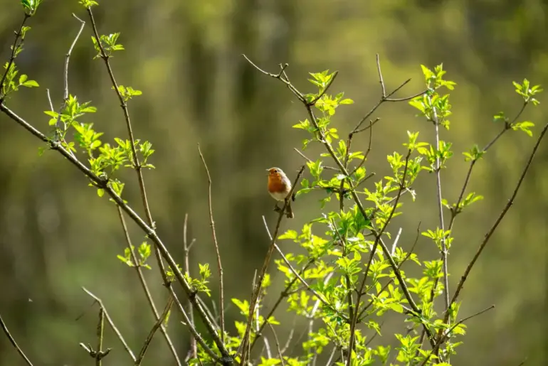 A small robin perched on leafy green branches