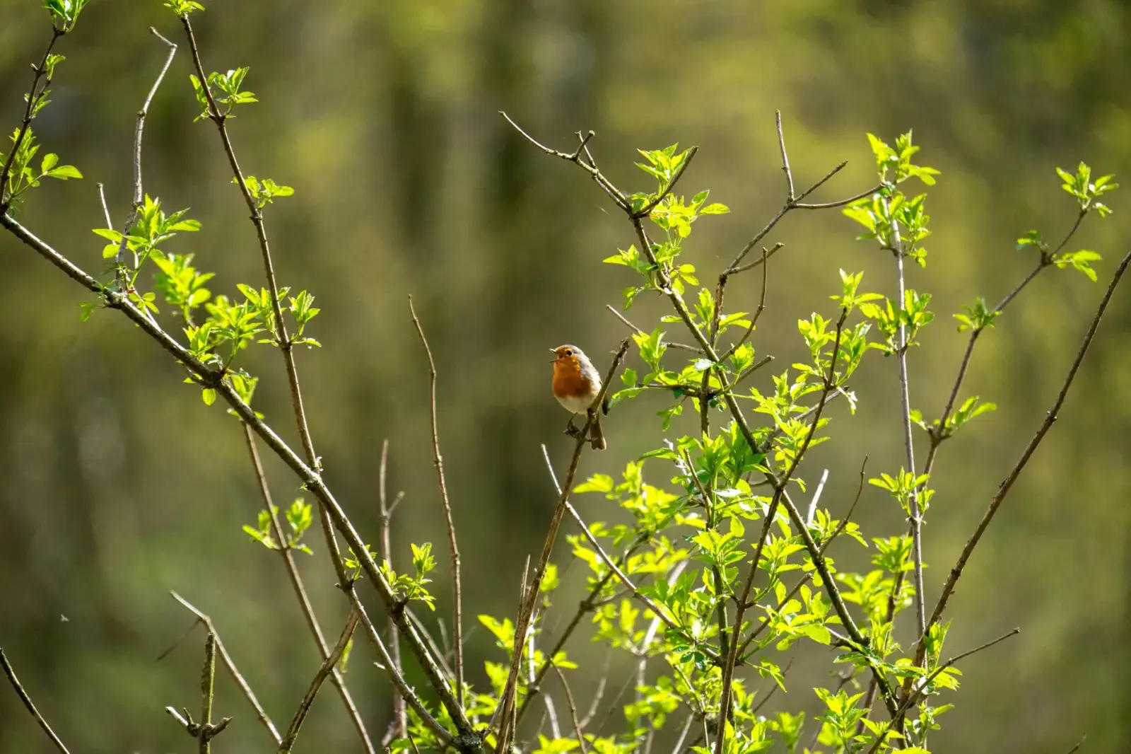 Down to Five Birds in 1980, the Black Robin Wins Bird of the Year A small robin perched on leafy green branches