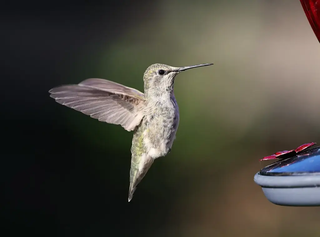 A stunning close-up of an Anna's hummingbird in flight near a feeder. Perfect for nature lovers