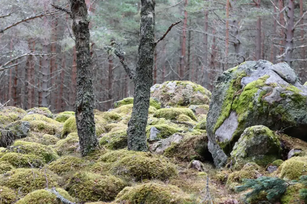 A tranquil scene of moss-covered rocks and trees in a Scottish forest landscape
