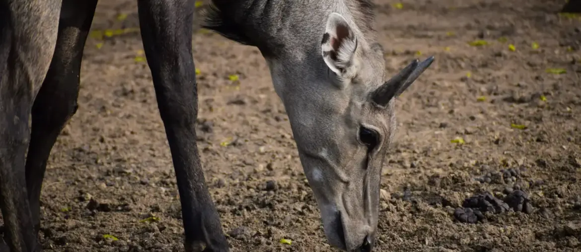 Close-up of a Nilgai antelope grazing in Atal Nagar, India, showcasing its natural habitat