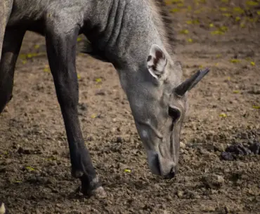 Close-up of a Nilgai antelope grazing in Atal Nagar, India, showcasing its natural habitat