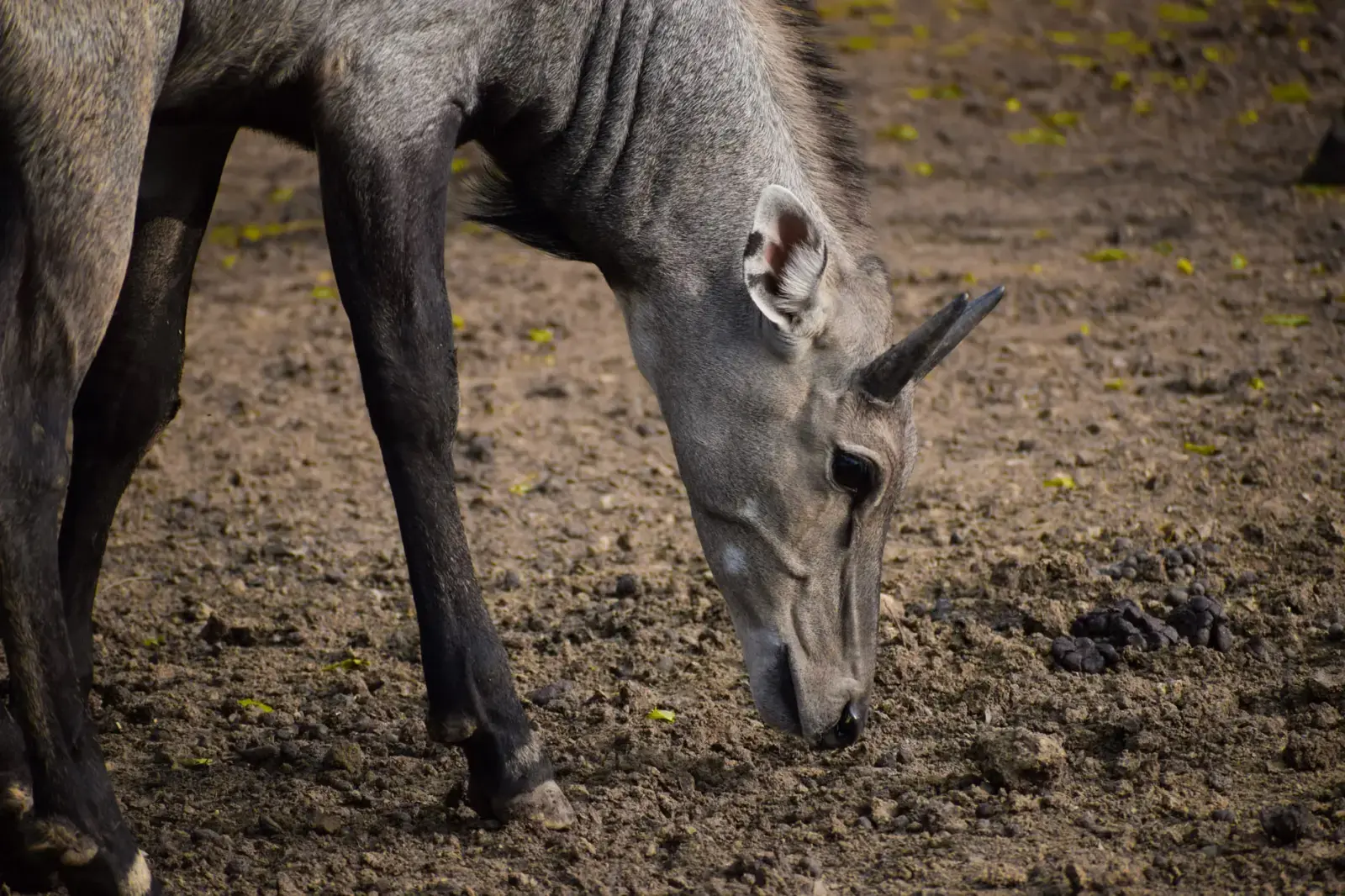 Class of 1976 Reunited in Full Uniform 50 Years Later Close-up of a Nilgai antelope grazing in Atal Nagar, India, showcasing its natural habitat