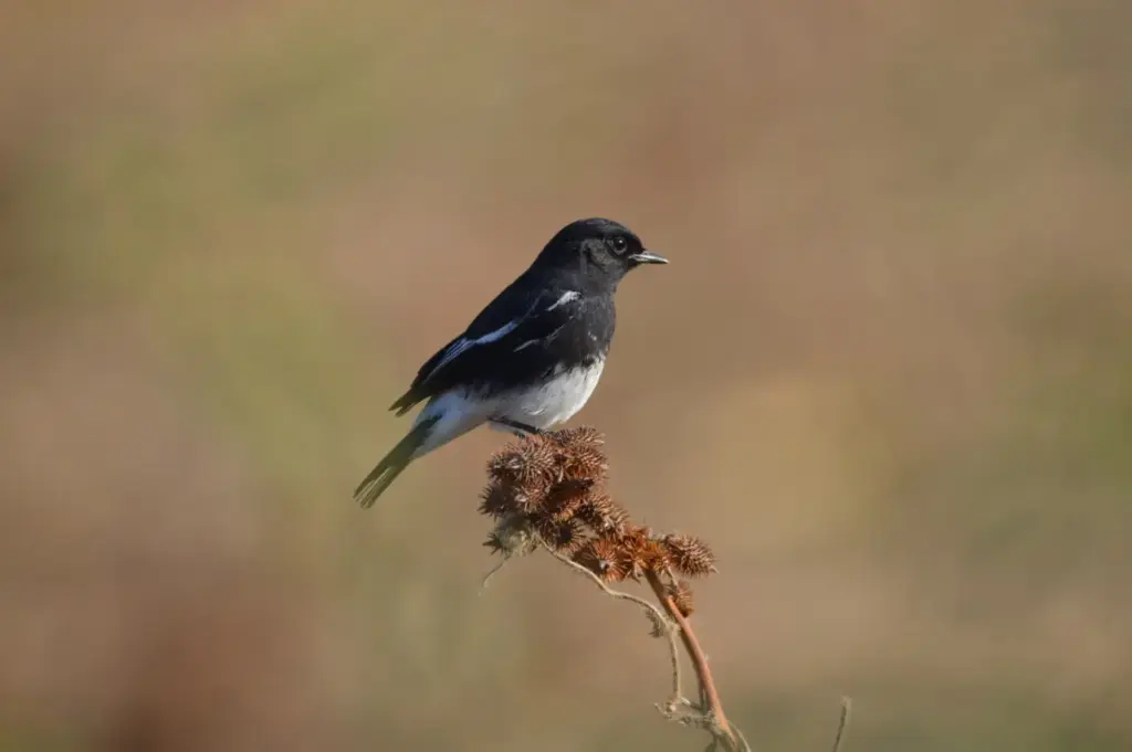 Oriental Magpie Robin perched on a branch in Mehsana, India, showcasing its beautiful black and white plumage