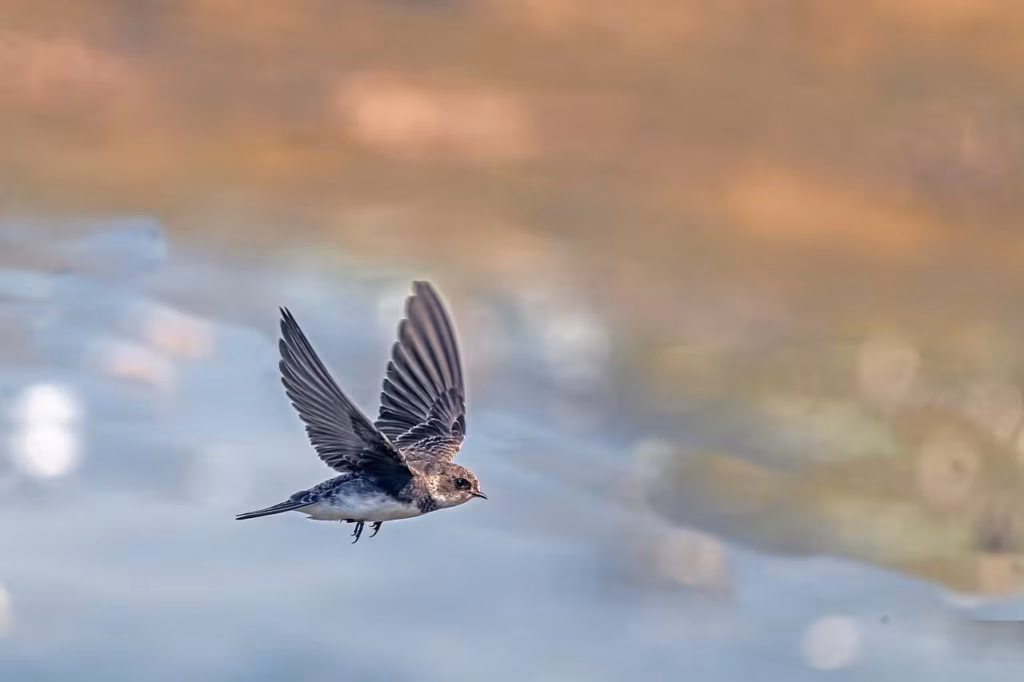 Swallow, bird, flying, wildlife, 4k wallpaper 1920x1080, nature, free wallpaper, wallpaper 4k, lake, wings, desktop…